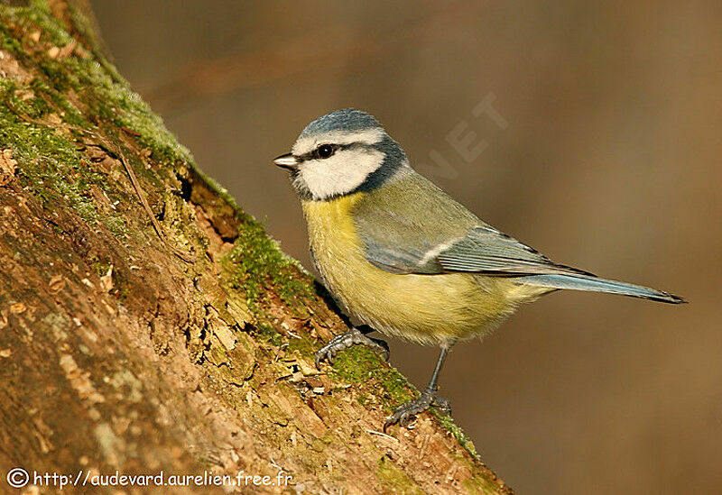 Eurasian Blue Tit