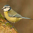 Mésange bleue