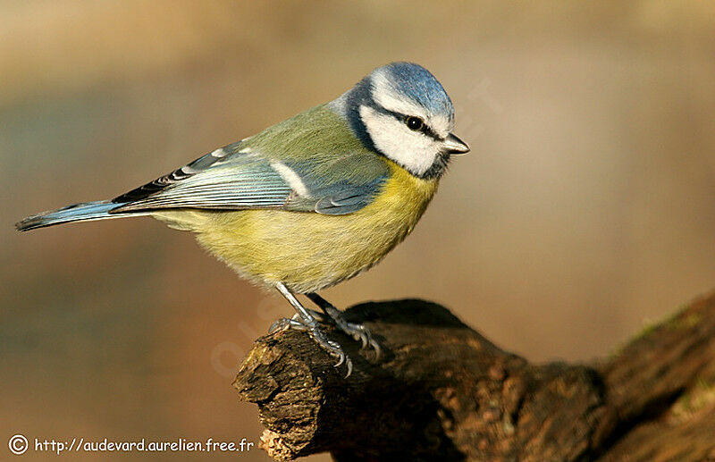 Mésange bleue