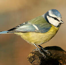 Mésange bleue