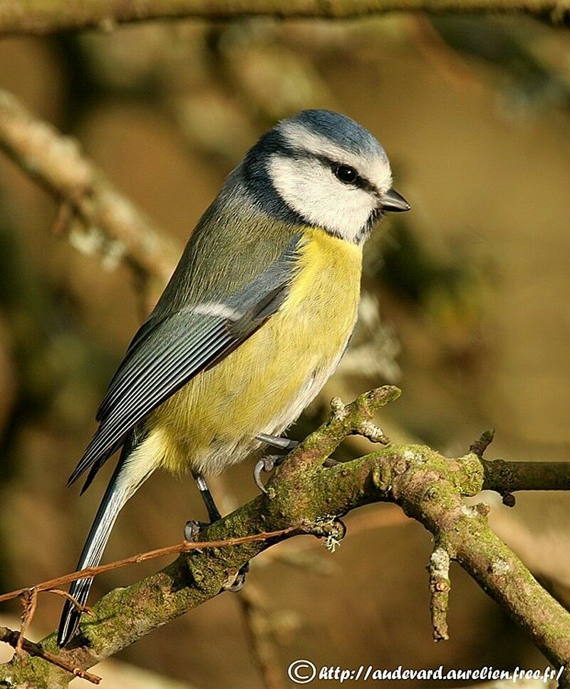 Mésange bleue