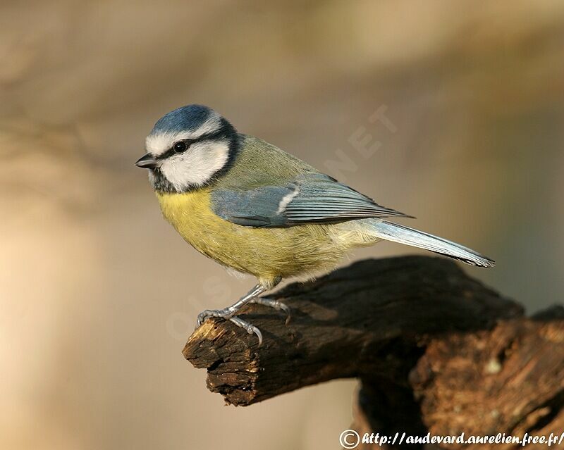 Mésange bleue