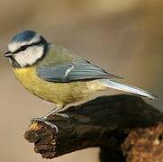 Eurasian Blue Tit