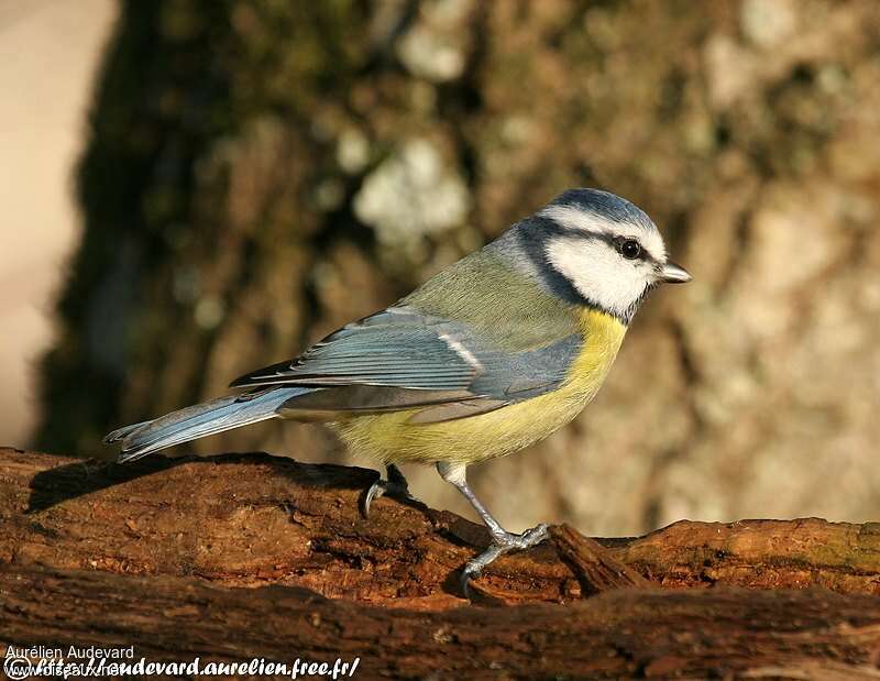 Eurasian Blue Tit male adult post breeding, identification