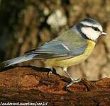 Mésange bleue