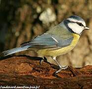 Eurasian Blue Tit