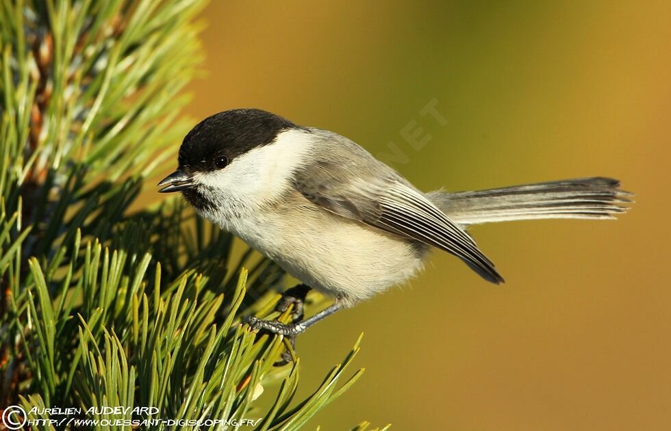 Mésange boréaleadulte internuptial