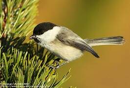 Willow Tit