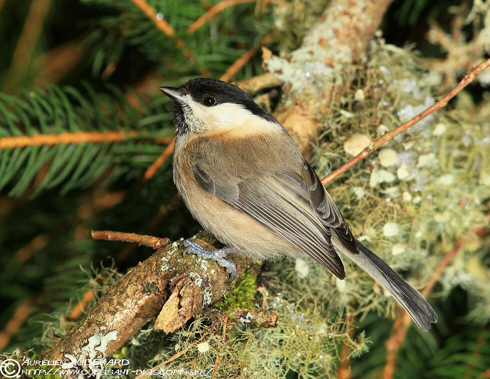 Mésange boréale