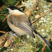 Willow Tit