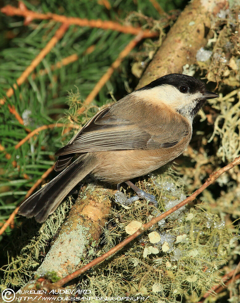 Mésange boréale