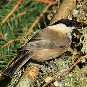 Willow Tit