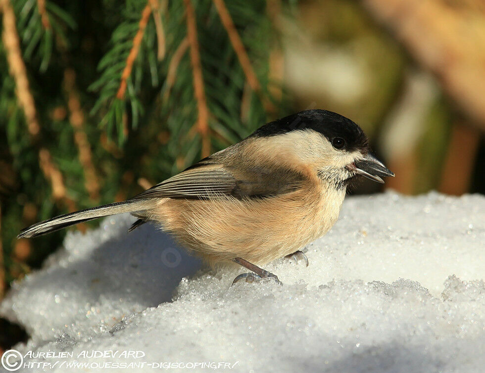 Willow Tit