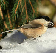 Willow Tit