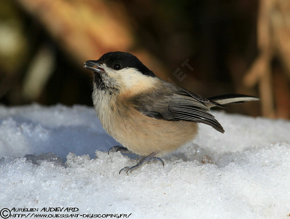 Willow Tit