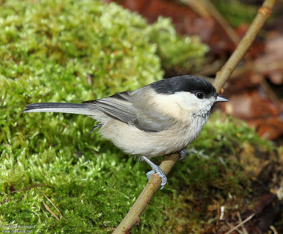 Mésange boréaleadulte, identification