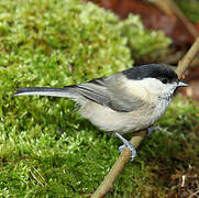 Willow Tit