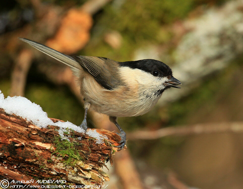 Willow Tit