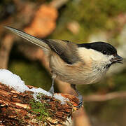 Willow Tit