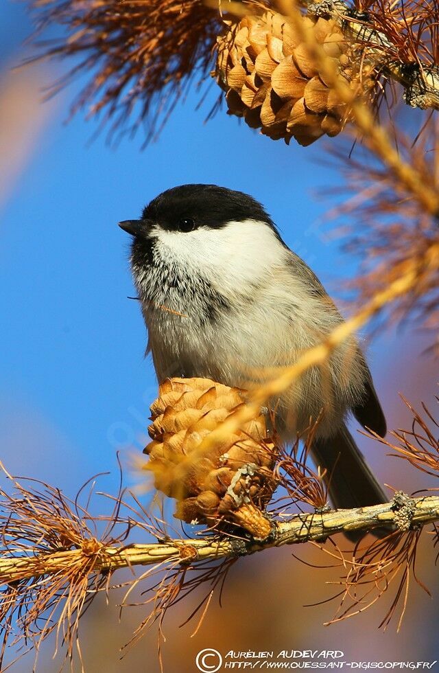 Willow Tit