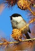 Willow Tit