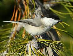 Willow Tit