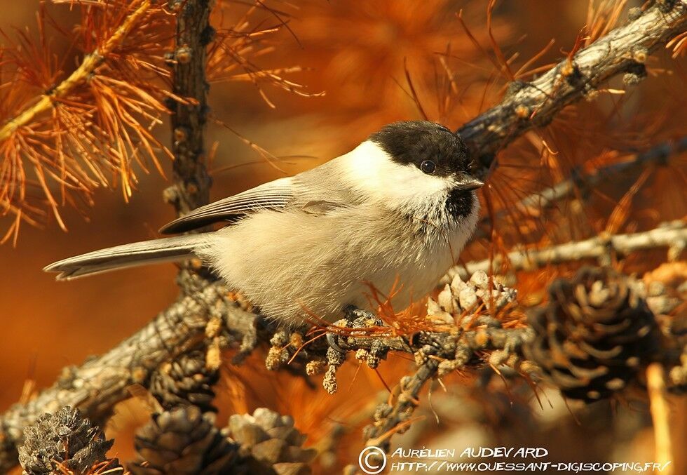 Mésange boréale