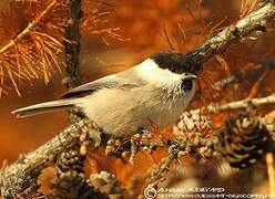 Mésange boréale