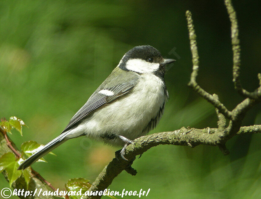 Mésange charbonnière femelle adulte nuptial