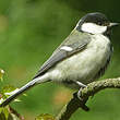 Mésange charbonnière