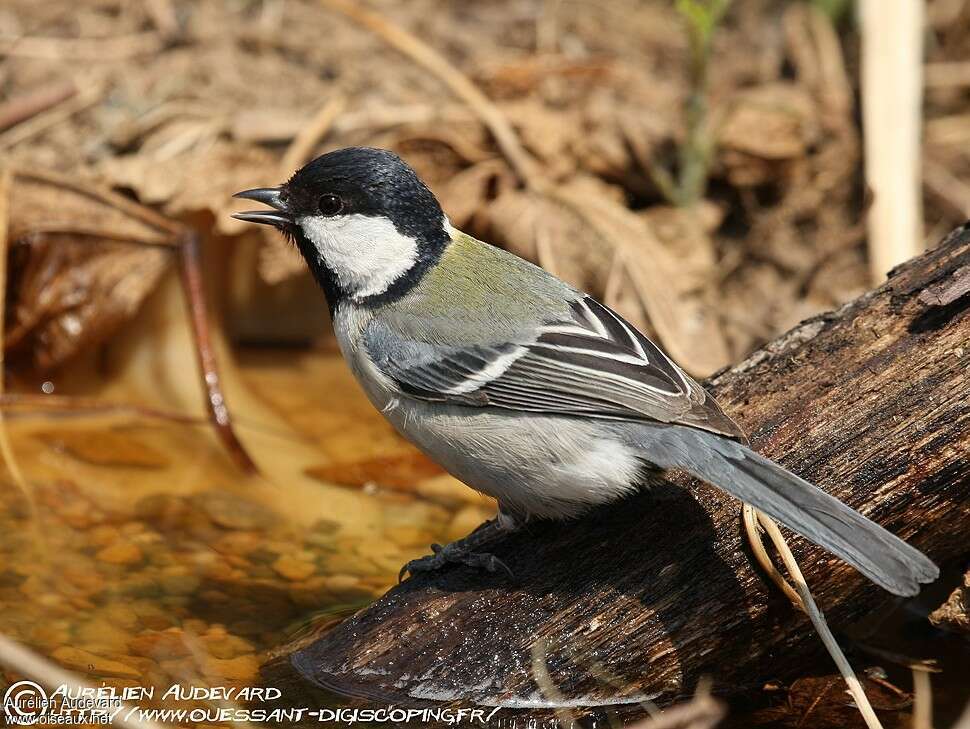 Great Tit, identification