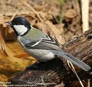 Great Tit