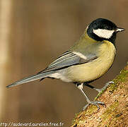 Great Tit