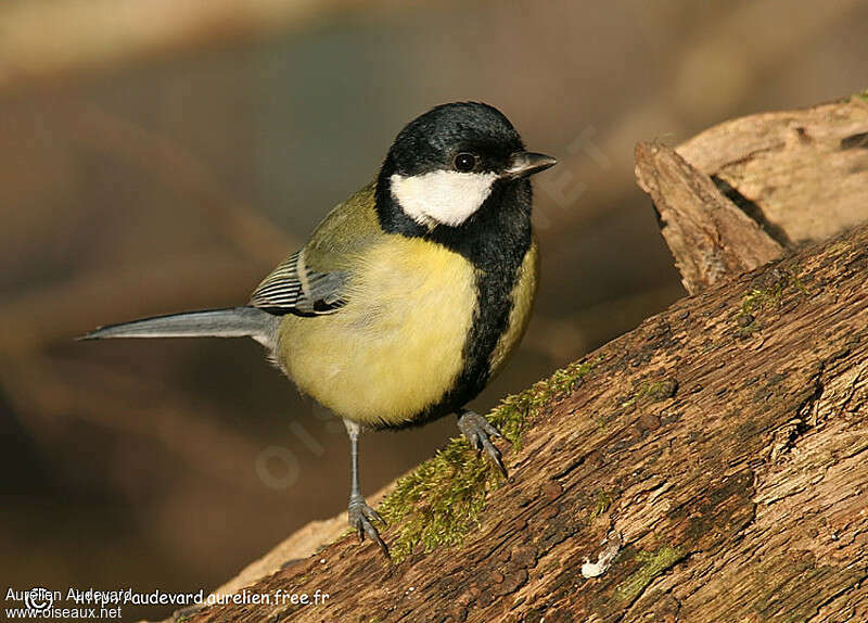 Mésange charbonnière mâle adulte internuptial, portrait