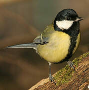 Great Tit