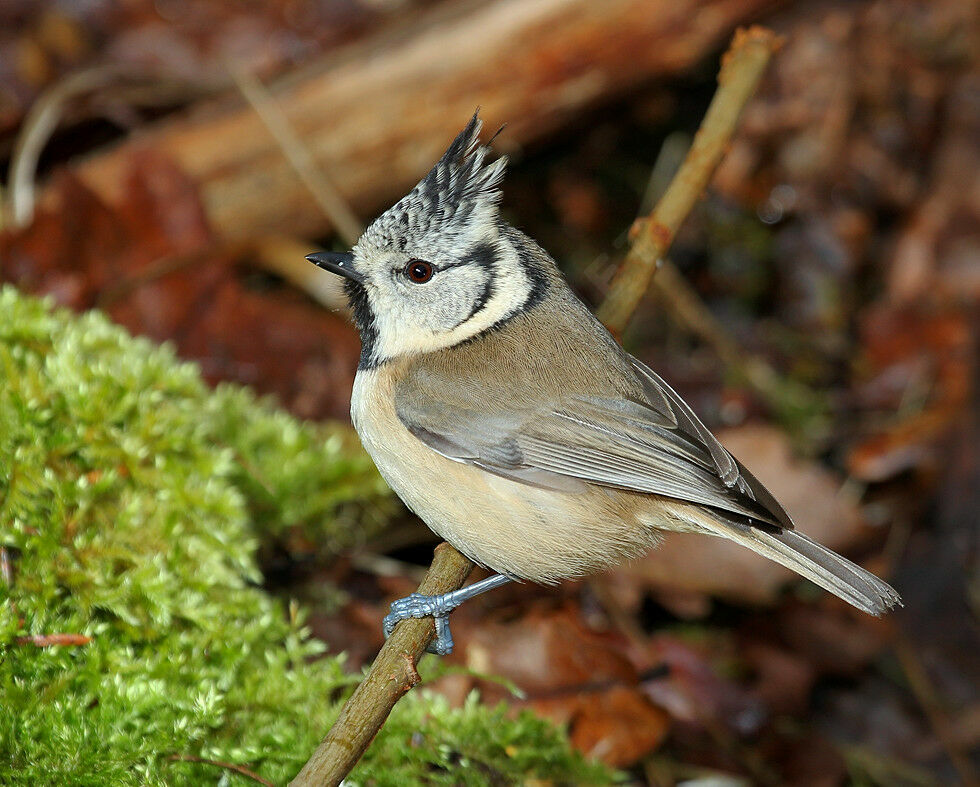 Mésange huppée