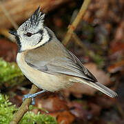 European Crested Tit