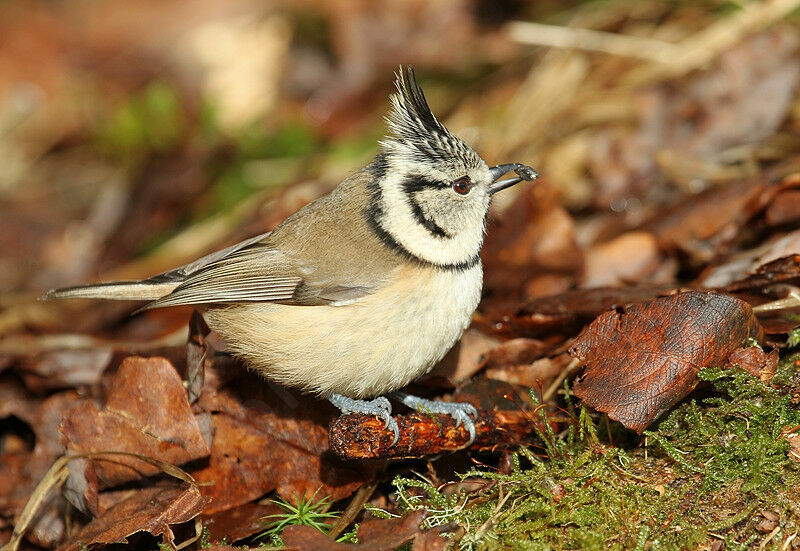 European Crested Titadult breeding