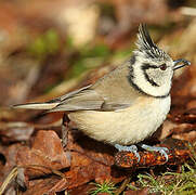 Crested Tit