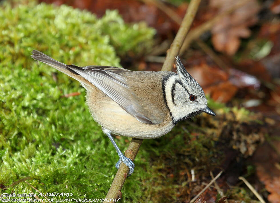 European Crested Titadult, identification