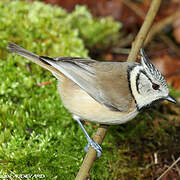 European Crested Tit