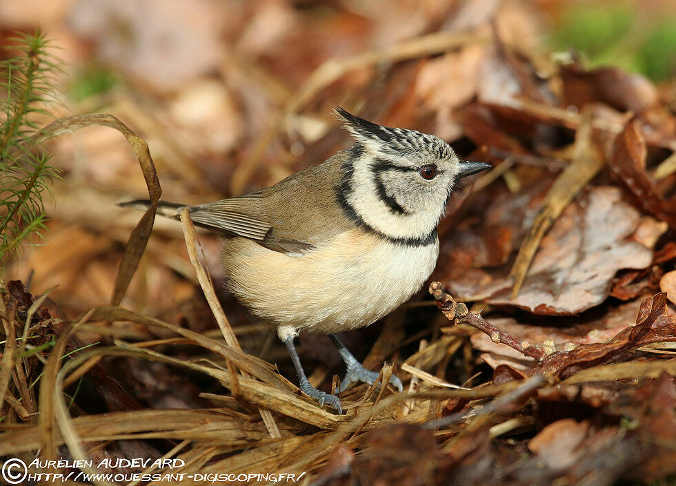 European Crested Tit