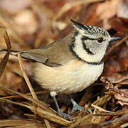 Crested Tit