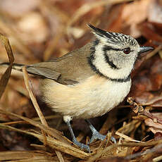 Mésange huppée