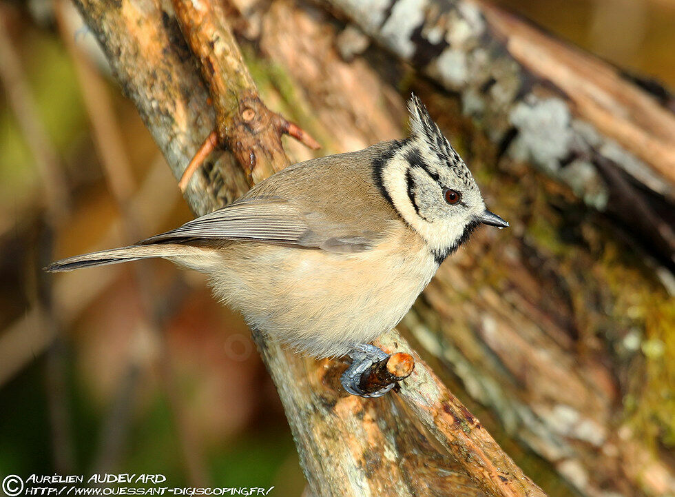 European Crested Tit