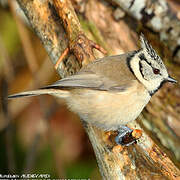 Crested Tit