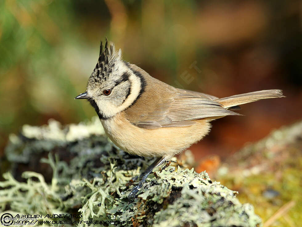 Mésange huppée