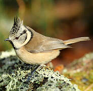 European Crested Tit