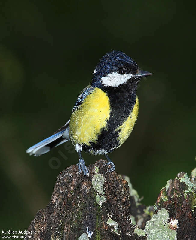 Green-backed Tit male adult