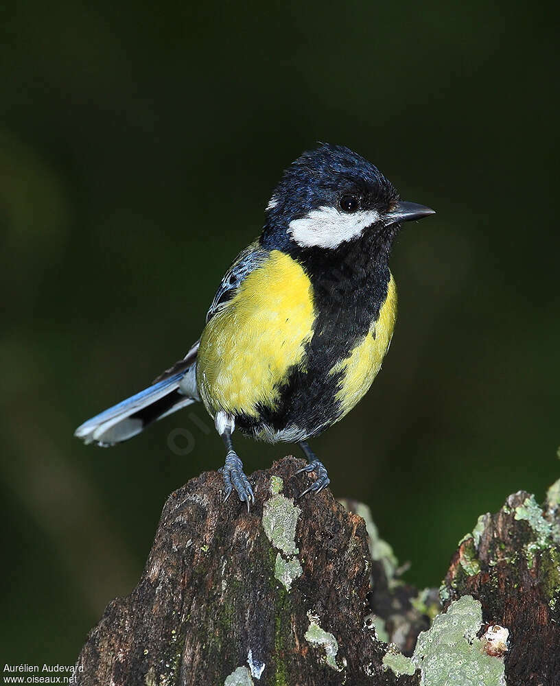 Mésange montagnarde mâle adulte